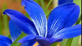 🔴 GardenersWorld 2022  Gardeners World episode 45 2022 [upl. by Mahon]