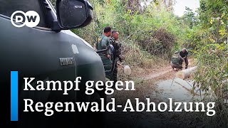 Kampf gegen RegenwaldAbholzung in Brasilien  DW Nachrichten [upl. by Isma173]