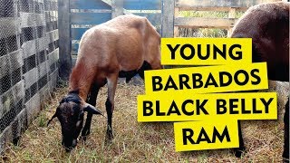 Young Barbados BlackBelly RAM [upl. by Jannelle]