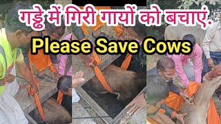 Rescued Calf by Balakrishna Guru Swamy and Gau Raksha Maha Padayatra team at Faridabad  Savecow [upl. by Atsillac]