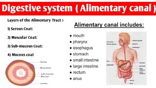 Alimentary Tract Anatomy  4 layers of alimentary canal  digestivesystem anatomy and physiology [upl. by Adela]