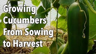 Growing Cucumbers From Sowing to Harvest [upl. by Etterual24]