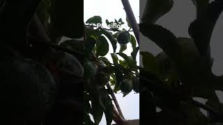 passiflora shortvideo plantable fruit morocco plantathome plantagarden gardenning nature [upl. by Peggi]