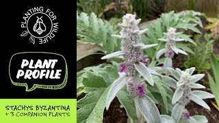 Plant profile  Stachys Byzantina  3 companion plants [upl. by Kerns]