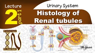 2aHistology of Proximal convoluted tubulesUrinary system [upl. by Burgess]