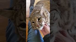 Baby lynx lynx pets rescue animals [upl. by Ellebanna]