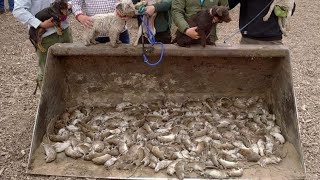 333 rats destroyed ratting with terriers [upl. by Kopple]