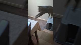 Fat shaming cat about treats tabby cat funny [upl. by Etnoval537]