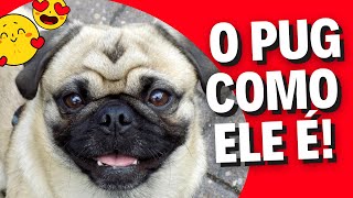 Raça de cachorro PUG Conheça suas CARACTERÍSTICAS de uma forma descontraída Comportamento do PUG [upl. by Clarissa]