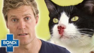 Rare Skin Cancer Attacks and Eats Up Cats Nose 🥺  Bondi Vet Clips  Bondi Vet [upl. by Wrennie914]