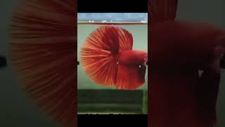 Idukki athoda headcut pannlamshortstrendingpetstamilaquariumfish bettafishfarm [upl. by Jeffy]