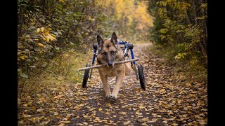 German Shepherd Dog with Allseason Walkin Wheels Wheelchair  Degenerative Myelopathy [upl. by Atiugal]