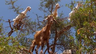 Goats climb Argan trees in Morocco [upl. by Sapphira]