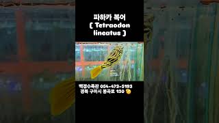 구미백경수족관 파하카 복어  Tetraodon lineatus  구미김천수족관김천혁신도시수족관 [upl. by Ail232]