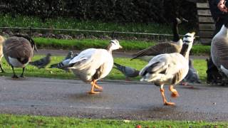 Canada Goose Bites Bar Headed Goose [upl. by Lunetta]