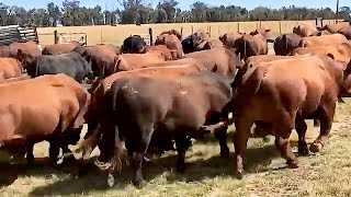 Herd of Brangus bulls  Le Roc Brangus  South Africa [upl. by Grimonia]