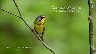 Songbird Sounds Canada Warbler [upl. by Nat]