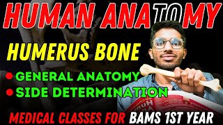 Humerus Bone  Part 1  General Anatomy amp Side Determination  BAMS 1st year Anatomy Classes bams [upl. by Atsillac]