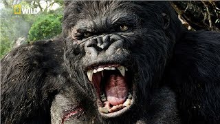 National Geographic Documentary  Mountain Gorilla  BBC Nat Geo Wild [upl. by Suirtimid]