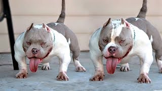 10 Strong Muscular Dog Breeds [upl. by Lili]