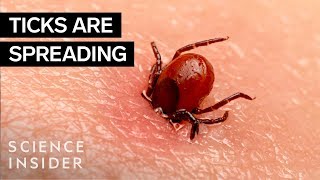 Why Ticks Are So Hard To Kill [upl. by Ebberta]