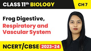 Frog Digestive Respiratory and Vascular System  Structural Organisation In Animals  Class 11 Bio [upl. by Haslam]