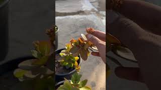 Kalanchoe  hardy plant  easiest to grow [upl. by Natrav]