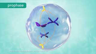 M Phase of the Cell Cycle [upl. by Aecila]