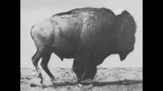 Buffalo Running 1883 Eadweard Muybridge Very Early Film [upl. by Volny19]