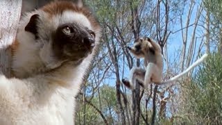 Sifaka Lemurs Jumping Around  Attenborough  BBC Earth [upl. by Hgielrebmik496]