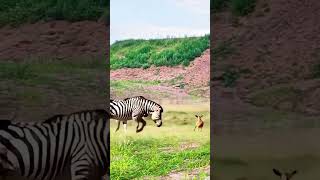 Rogue zebras and wild animals at close range Animal power competition Animals confusing behavio [upl. by Acilef869]