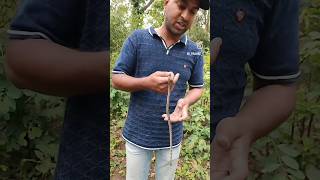 BUFF STRIPED KEELBACK। हरहरा सांप। Snakes of India। ytshorts shorts teamazn [upl. by Everett291]