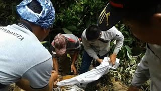 Endangered Sumatran tiger found dead in Indonesia [upl. by Woodhead]