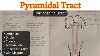 Pyramidal Tract  Corticospinal Tract  Descending Tract  Nervous System [upl. by Snave944]