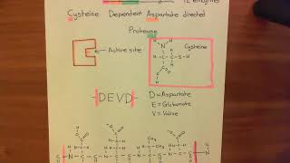 Introduction to Apoptosis  The Caspase Enzymes Part 2 [upl. by Nuhsal]