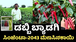 ಸಿಂಜೆಂಟಾ 2043 ಮೆಣಸಿನಕಾಯಿ🌶️syngenta 2043 chilli variety🌶️🔥 [upl. by Enileuqcaj]