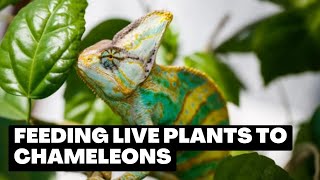 Discover the Incredible Benefits of Feeding Chameleons Live Plants [upl. by Eilatam]