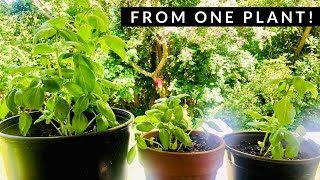 How to REPOT REPLANT amp GROW Basil from ONE Store Plant  Transplant amp Harvest Basil Cuttings [upl. by Smitt496]