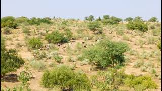 beautiful nature scenes and beautiful Goats eating trees and grasses in the jungle [upl. by Renzo]