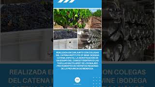 🔵 DESARROLLAN ESTUDIO CIENTÍFICO PARA CARACTERIZAR LA IDENTIDAD DE LOS MALBEC ARGENTINOS [upl. by Rickey]