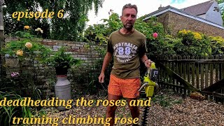 Rose Care 101 Deadheading and Training Climbing Roses [upl. by Hartill]