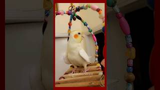 Milos Melodies Adorable Cockatiel Sings His Heart Out  CockatielsCraze [upl. by Adyam505]