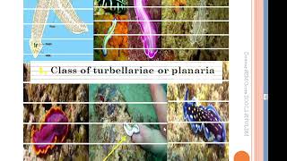 What are the Metazoans tridermic ACOELOMATES COURSE 11 [upl. by Kilar]