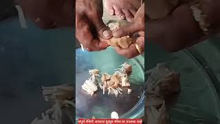 अस्सल गावरान पद्धतीने बनवलेली कोवळ्या फणसाची भाजी😋Fansachi Bhaji [upl. by Marlyn957]