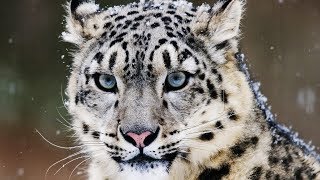 10 Incredible Facts About the Snow Leopard [upl. by Sinnal782]