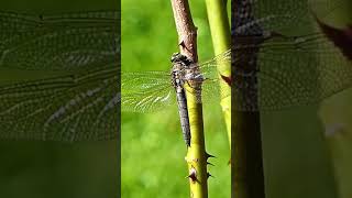 Libelle shortsvideo libelle insects insekten nature dragonfly [upl. by Ibmat]