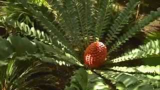 The Garden Gurus  Growing Cycads [upl. by Wanonah]