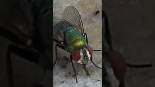 Mosca Varejeira Bota Ovos que Viram Larvas [upl. by Gilmore318]