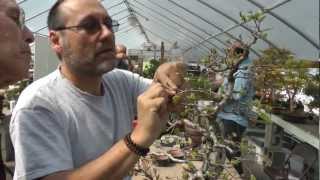 Korean Hornbeam workshop with bonsai master John Romano [upl. by Bubalo24]