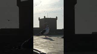 Unveiling Essaouira Moroccos Hidden Gem for Tourists From Sunny Beaches to Historic Streets [upl. by Gruver]